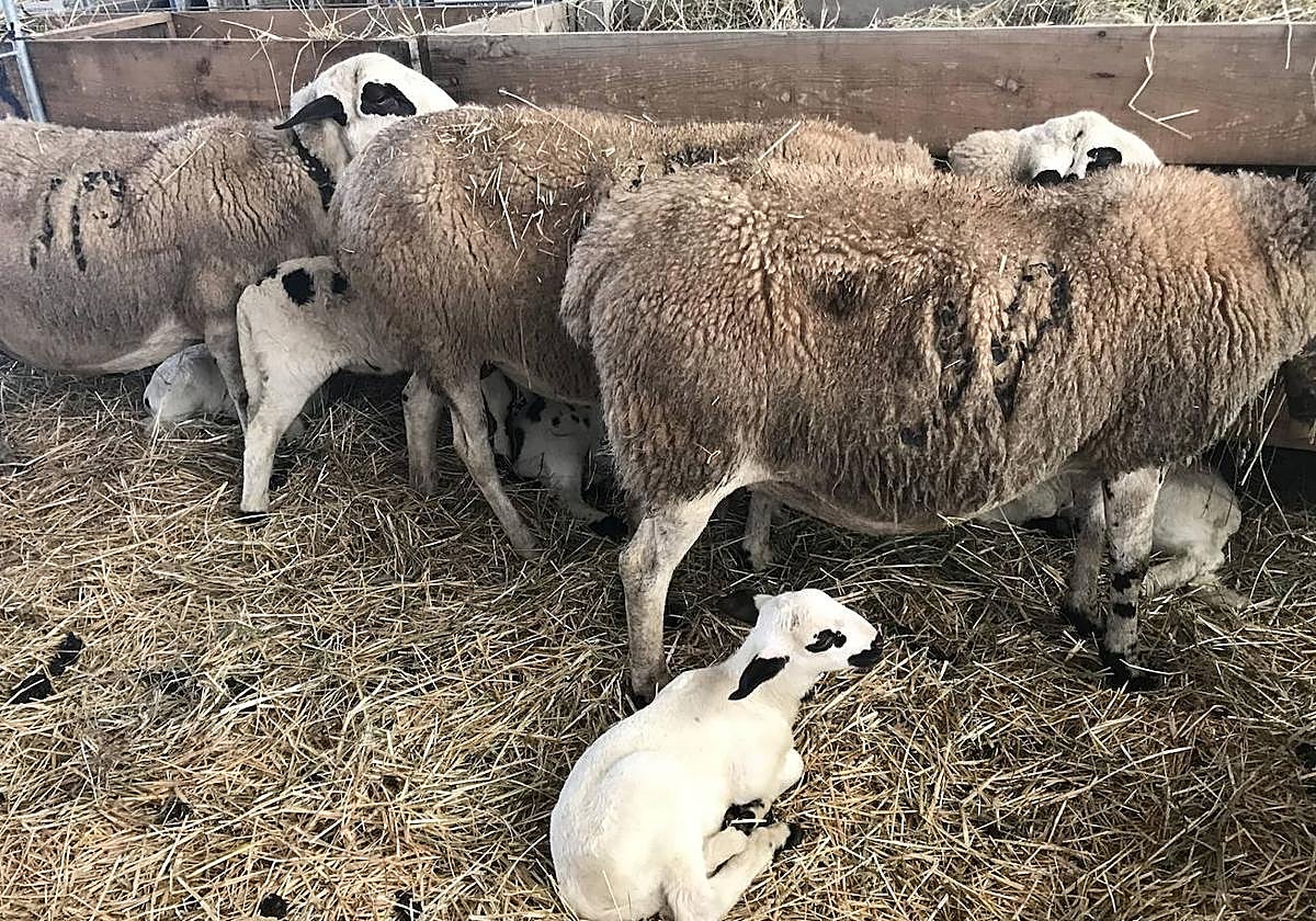 Varias ovejas con sus corderos.
