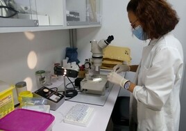 Elaboración de muestras en el servicio de Microbiología.