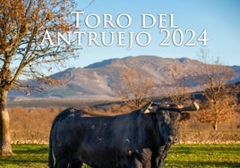 «Jiraldillo», de la ganadería Aldeanueva, decimotercer «Toro del Antruejo»