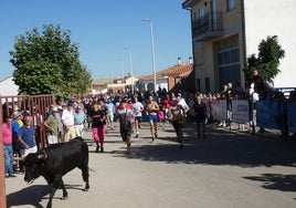 Encierro tradicional de las fiestas grandes de Macotera.