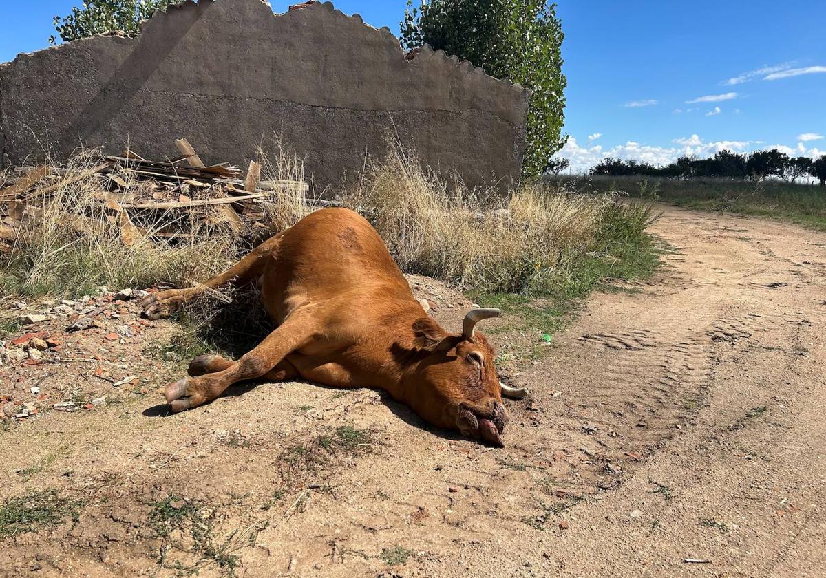 Una vaca muerta como consecuencia de la enfermedad hemorrágica epizoótica.