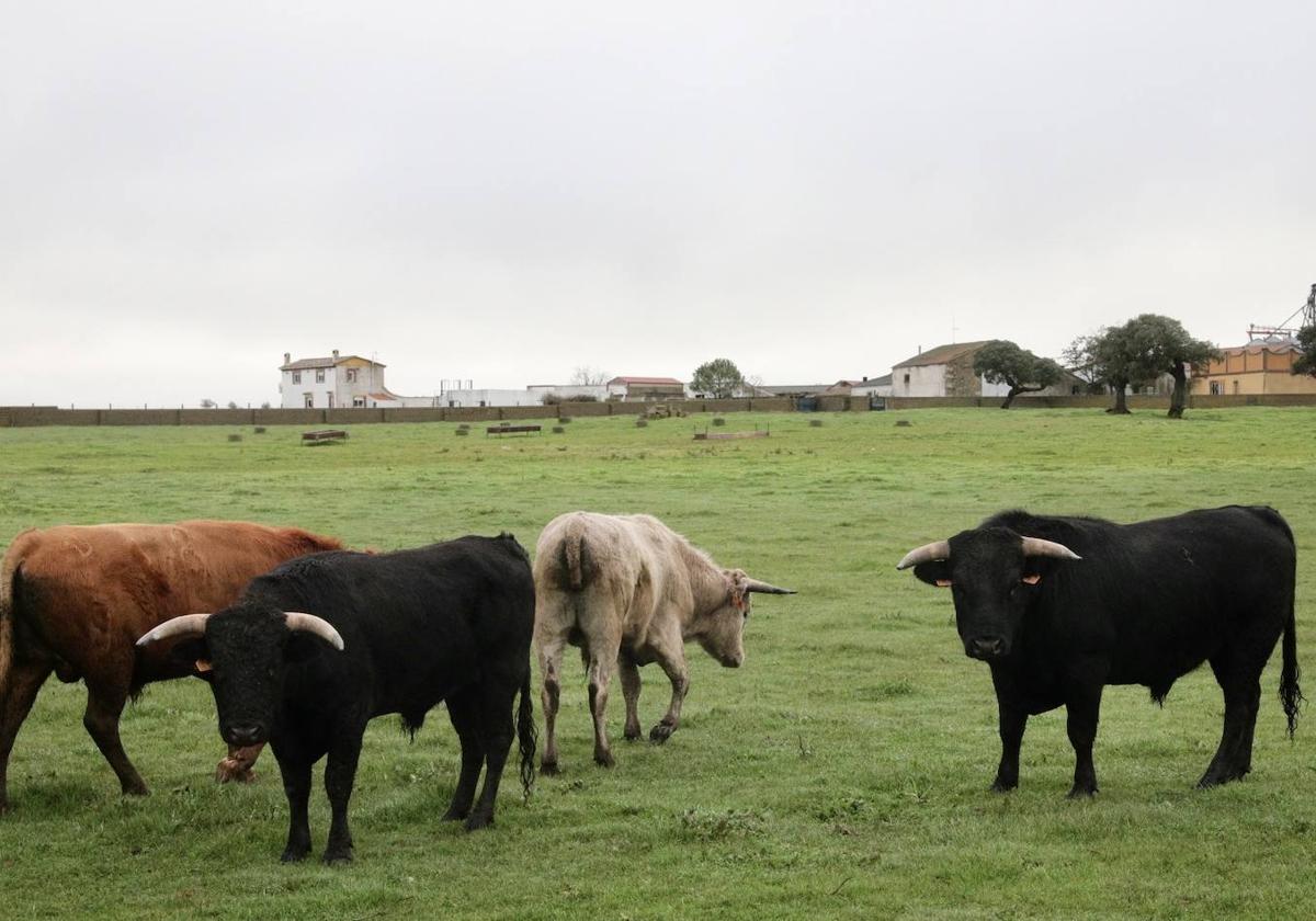 De estos cuatro astados se elegirán tres para la capea en Serradilla del Arroyo.