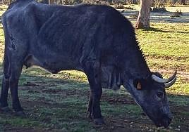 Vaca muy delgada por la EHE.