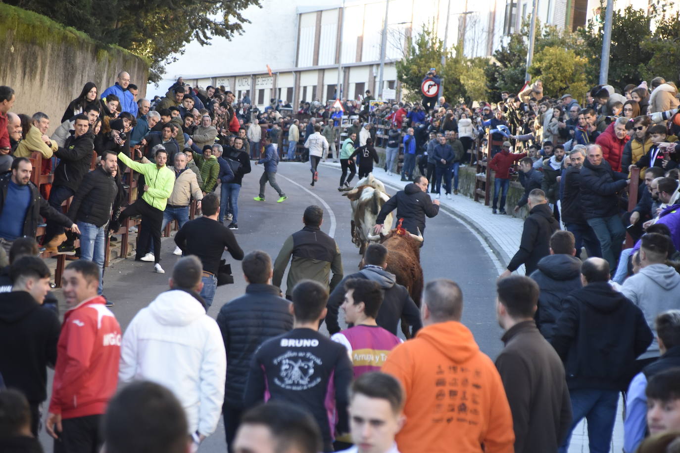 Multitudinario III Toro del patrón en Ciudad Rodrigo