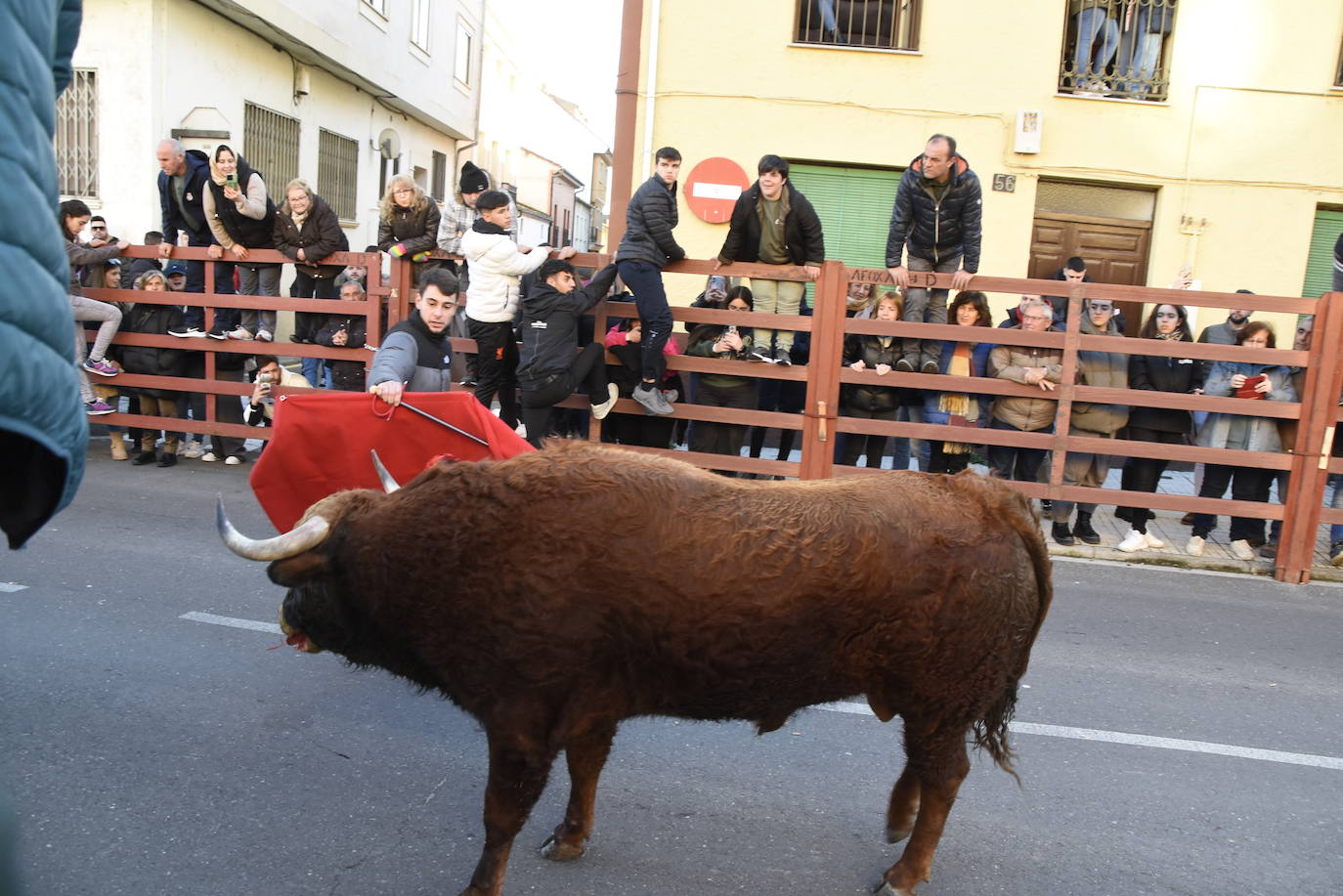 Multitudinario III Toro del patrón en Ciudad Rodrigo