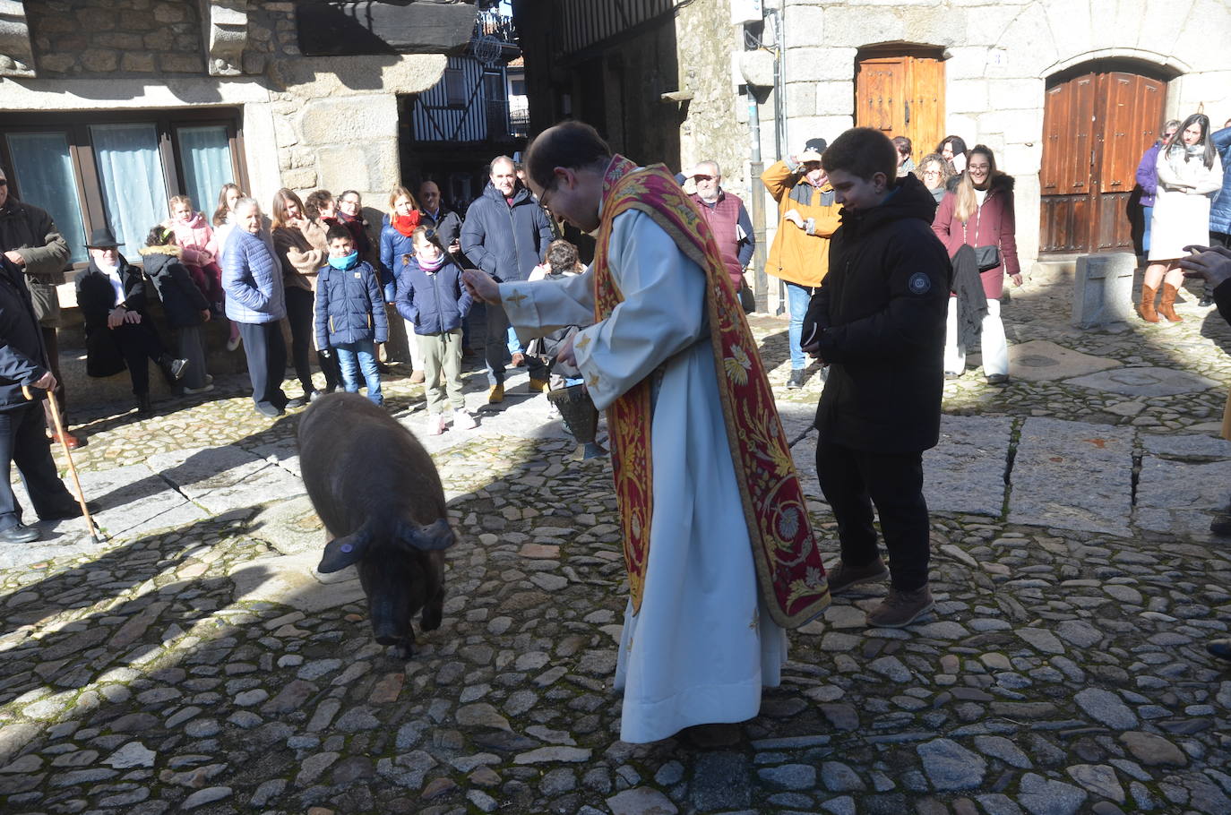 El marrano de San Antón se despide en La Alberca