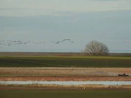 Grullas en el cielo y otra serie de aves junto a la laguna de los Lavajares.