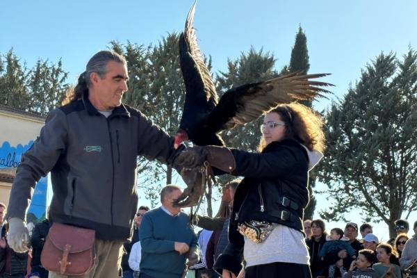 Babilafuente conoce aves rapaces de todo el mundo en directo