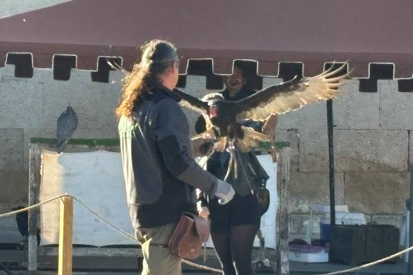 Babilafuente conoce aves rapaces de todo el mundo en directo