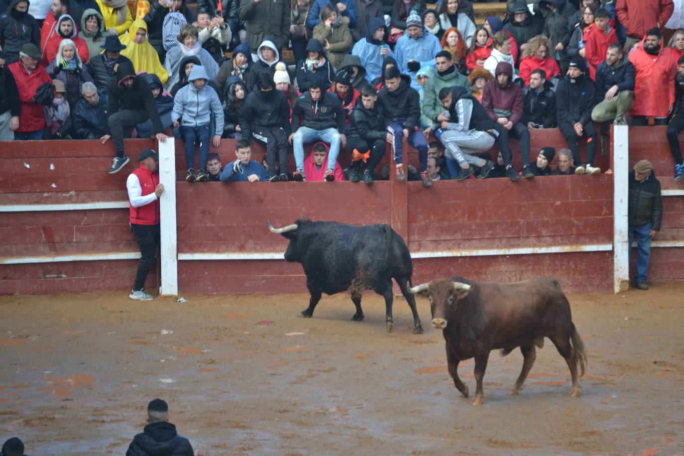 El primer y accidentado encierro en el Carnaval del Toro, en imágenes