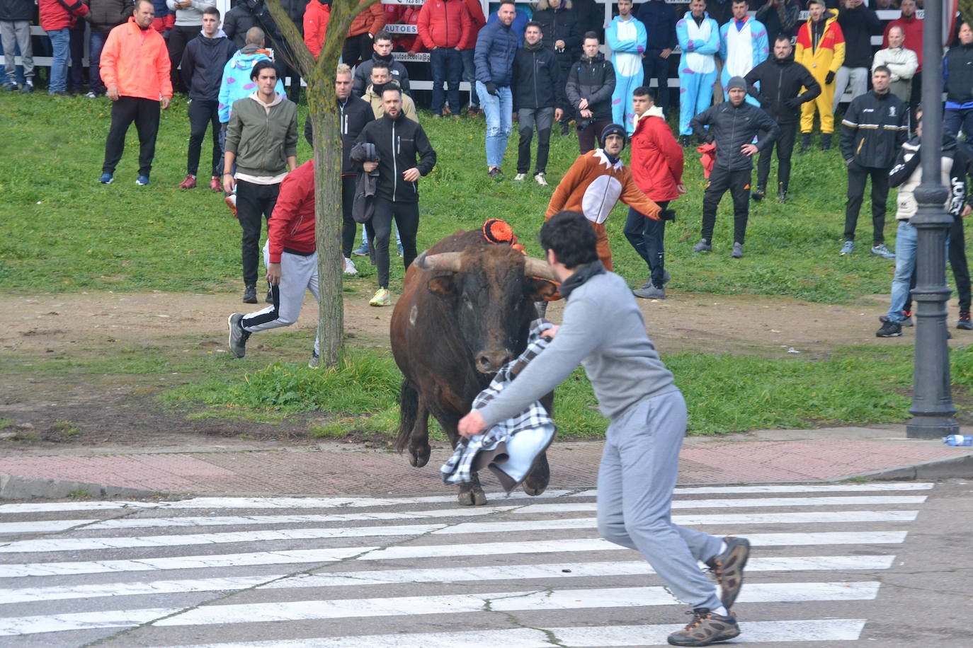 «Fragata» navega en un par de mozos en el Toro del Antruejo 2024