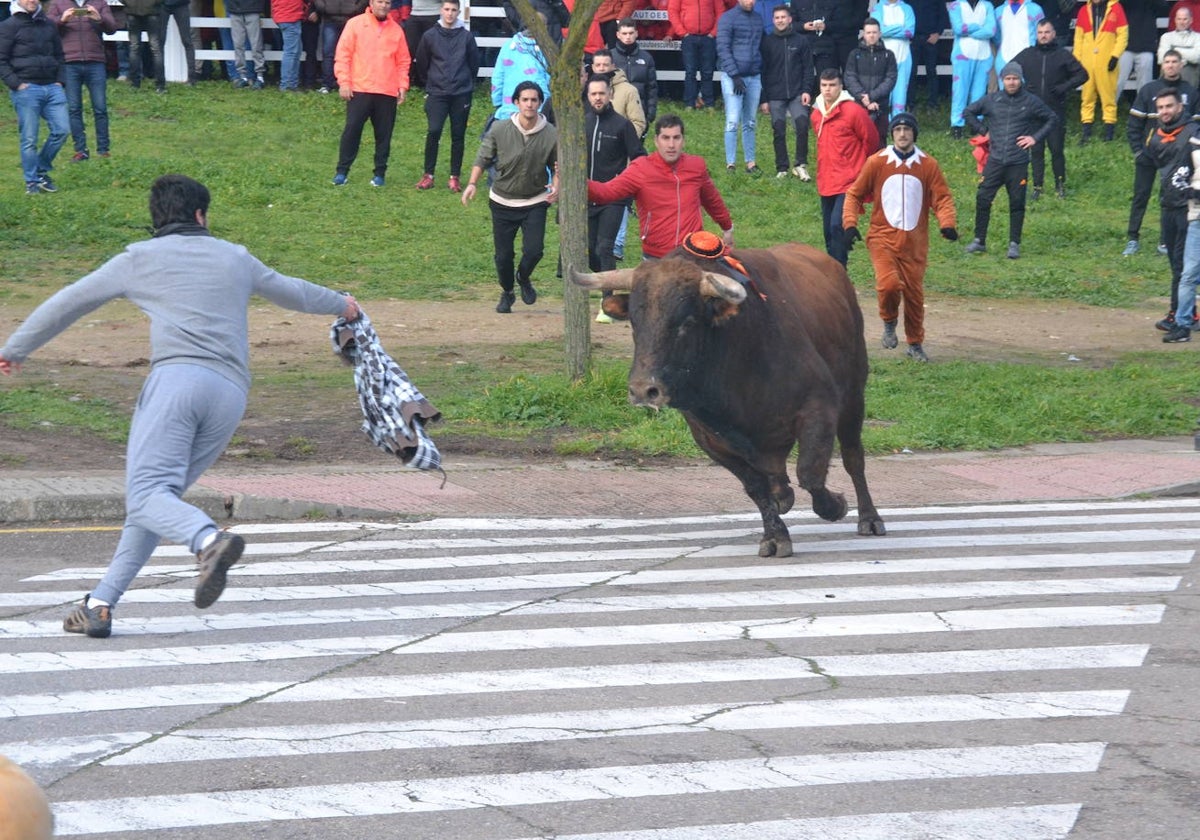 «Fragata» navega en un par de mozos en el Toro del Antruejo 2024