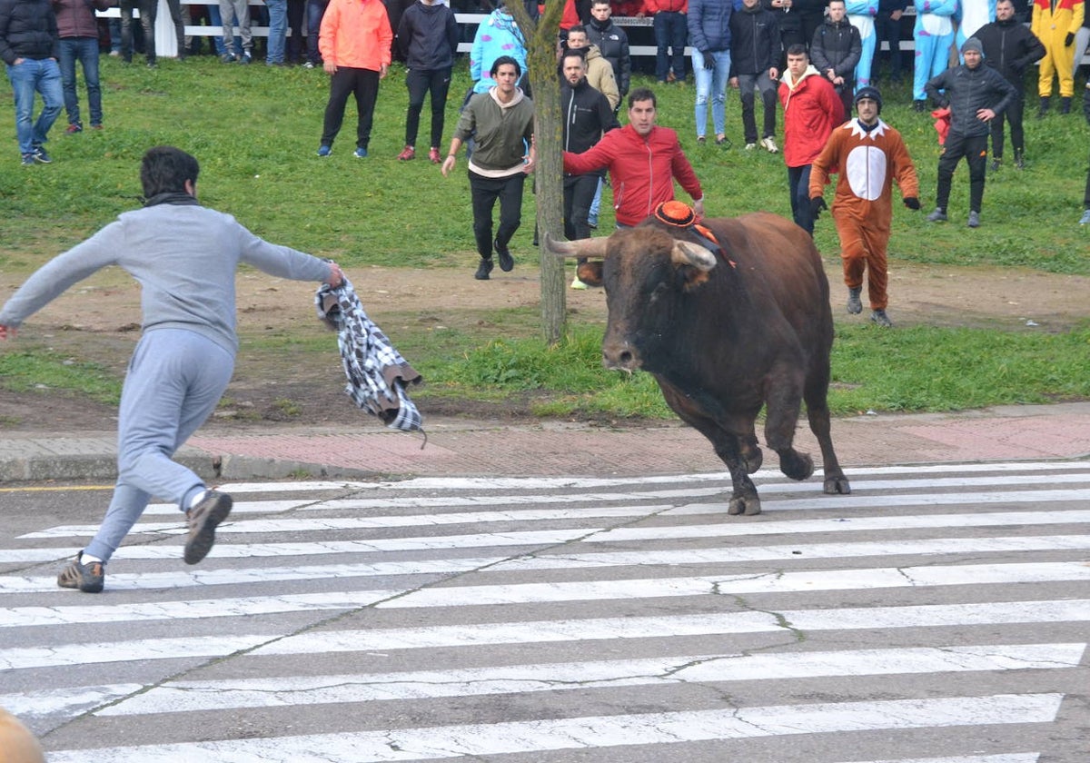 Encierro durante el Carnaval del Toro.