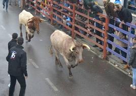 Una imagen de un encierro en el Carnaval del Toro 2024.