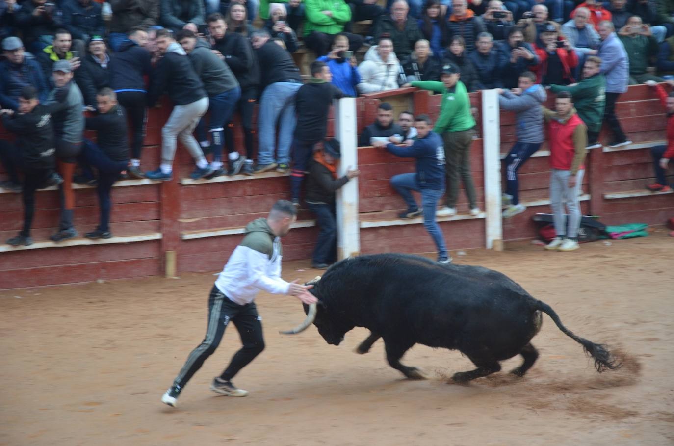 Buen juego del Toro del Aguardiente del Carnaval de Ciudad Rodrigo 2024