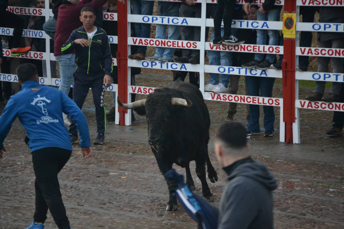 Buen juego del Toro del Aguardiente del Carnaval de Ciudad Rodrigo 2024