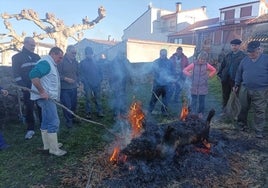 Momento del chamuscado del animal, que fue uno de los más madrugadores de la jornada