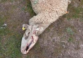 Cadáver de una de las ovejas que fue atacada por los buitres