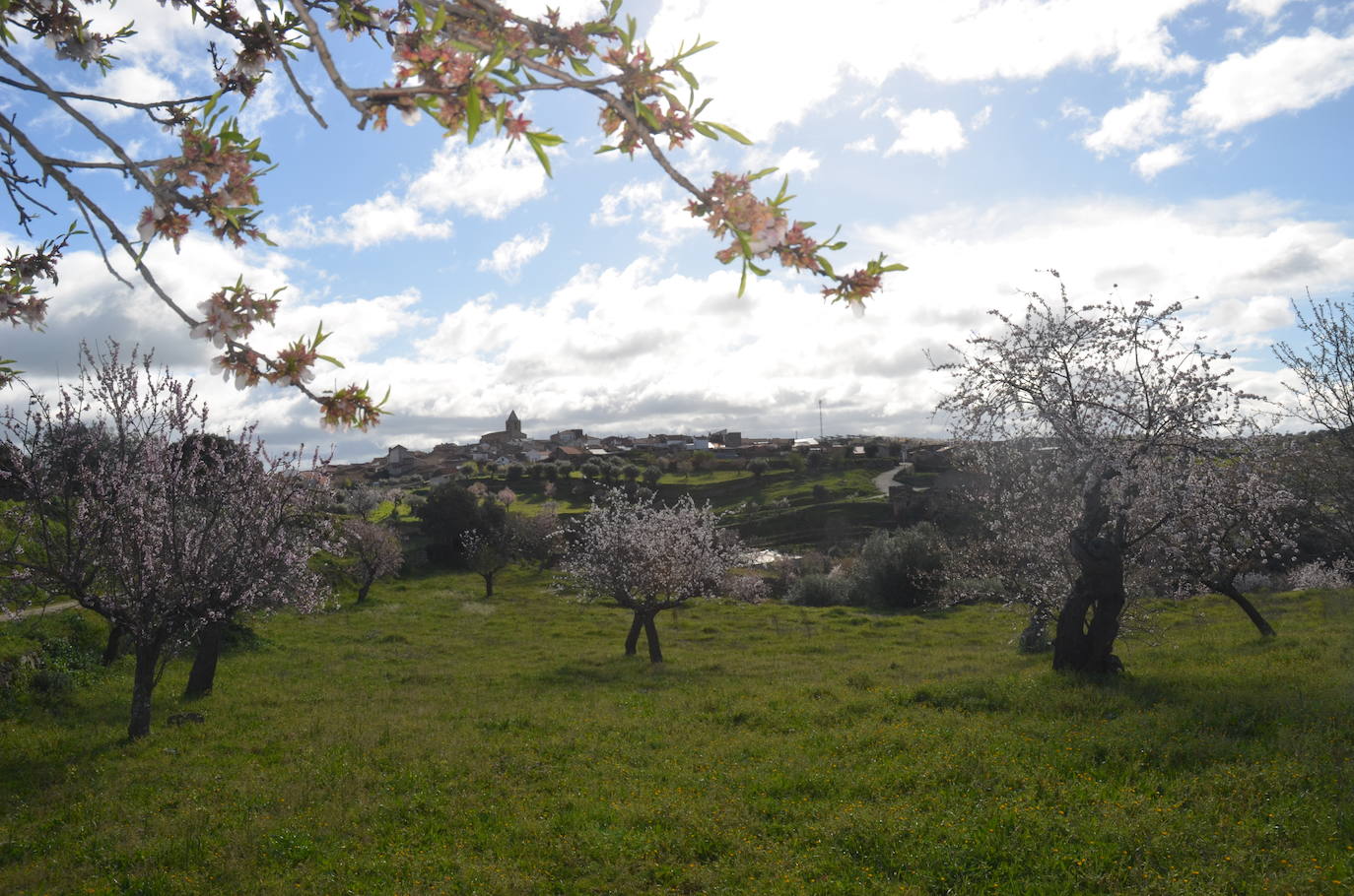 Más de 200 senderistas salen al encuentro de los almendros en flor desde La Fregeneda