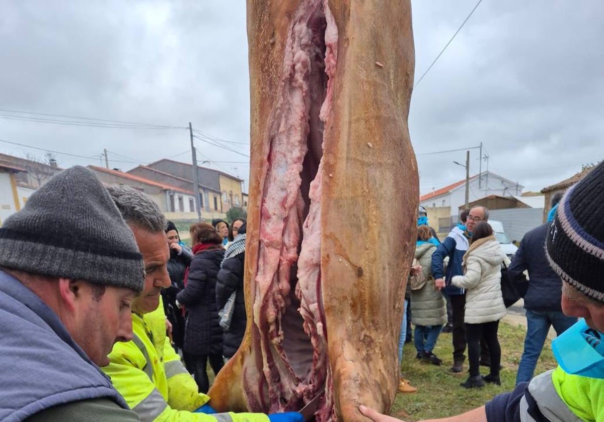 Casi 400 personas en la VI Matanza Tradicional de Mancera de Abajo