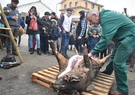 Imagen del matancero de honor, Jesús Gómez, en el despiezado del cerdo este sábado en Peromingo