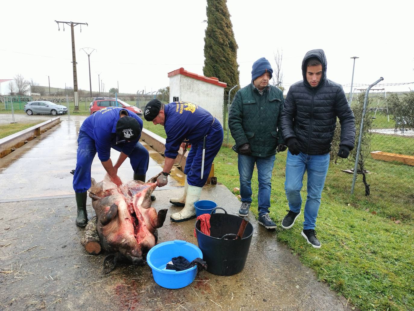 Berrocal de Salvatierra disfruta de su matanza contra viento y marea