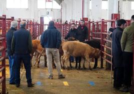 Mercado de ganados, este lunes con algún nuevo comprador.