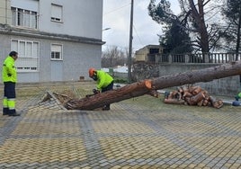 Varios operarios del Ayuntamiento durante el desbroce del árbol caído