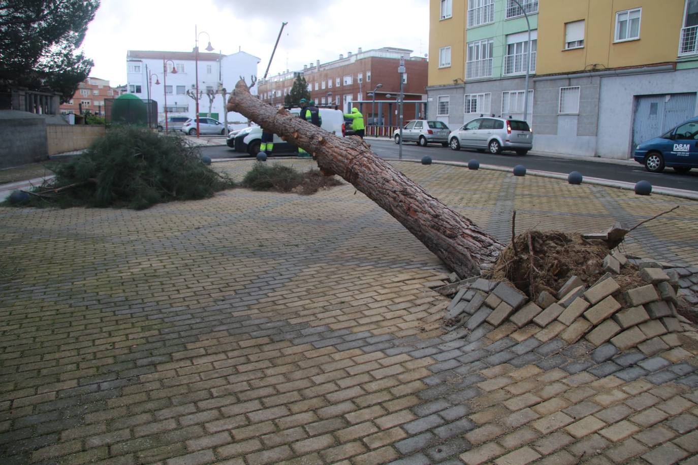 Santa Marta amanece con el desplome de un árbol de más de una tonelada de peso