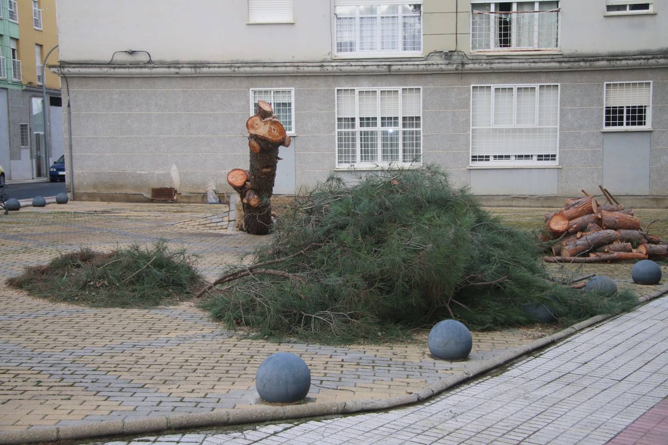 Santa Marta amanece con el desplome de un árbol de más de una tonelada de peso