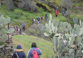 Senderos rodeados de chumberas en el tramo final del recorrido