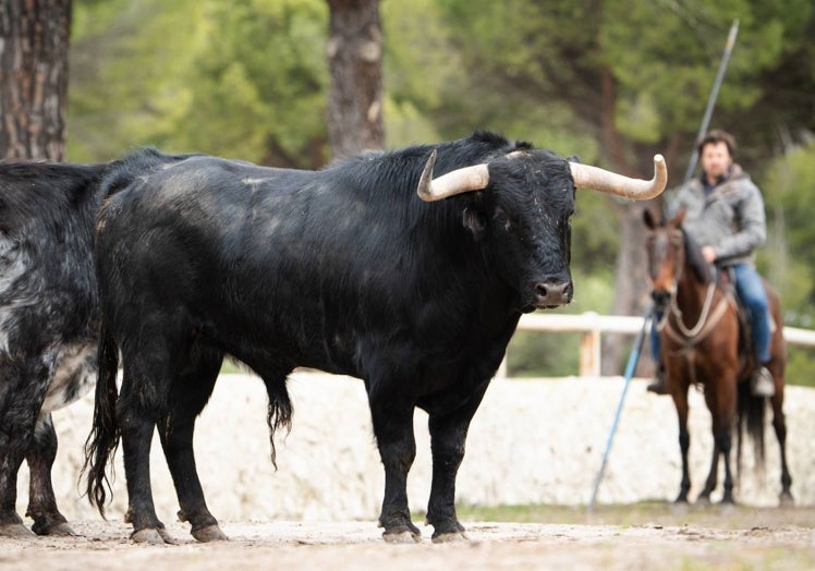 'Adormilao' de Antonio Rubio Macandro.