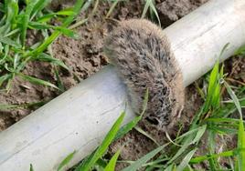 Topillo campesino sobre un tubo de riego en una explotación de la provincia de Salamanca.