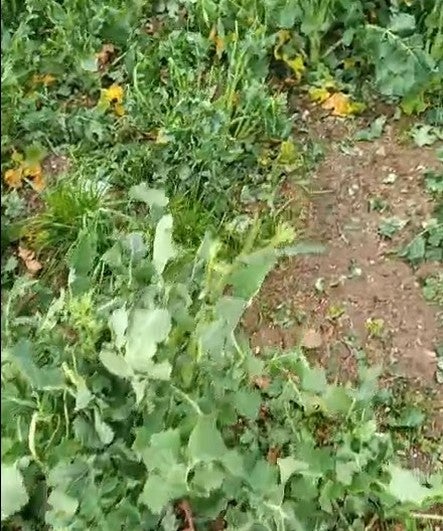 La granizada provoca graves daños en el campo: colza, lentejas, cereales...