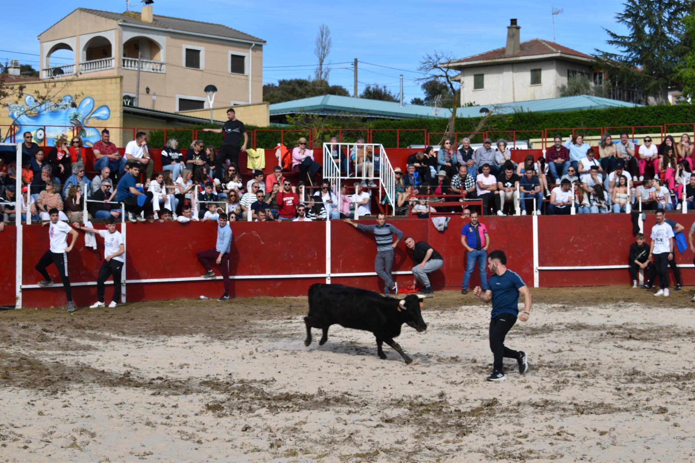 Las vaquillas triunfan y llenan Vega de Tirados