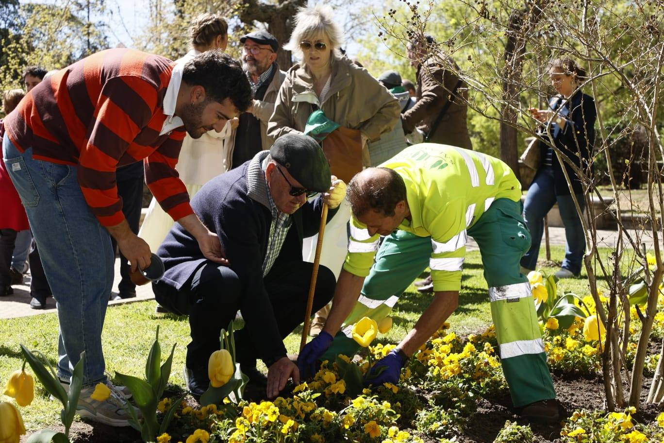 Tulipanes para sensibilizar y buscar avances contra el párkinson