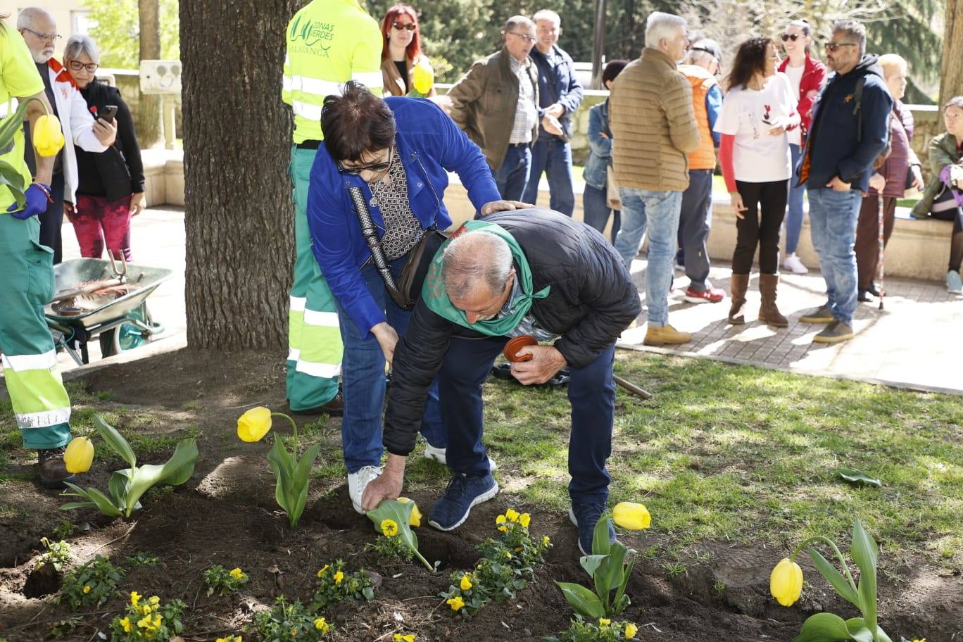 Tulipanes para sensibilizar y buscar avances contra el párkinson