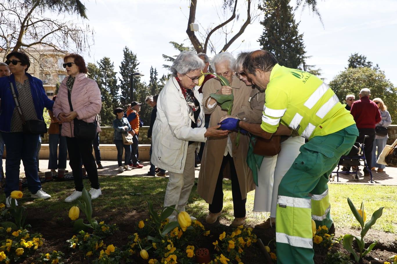 Tulipanes para sensibilizar y buscar avances contra el párkinson