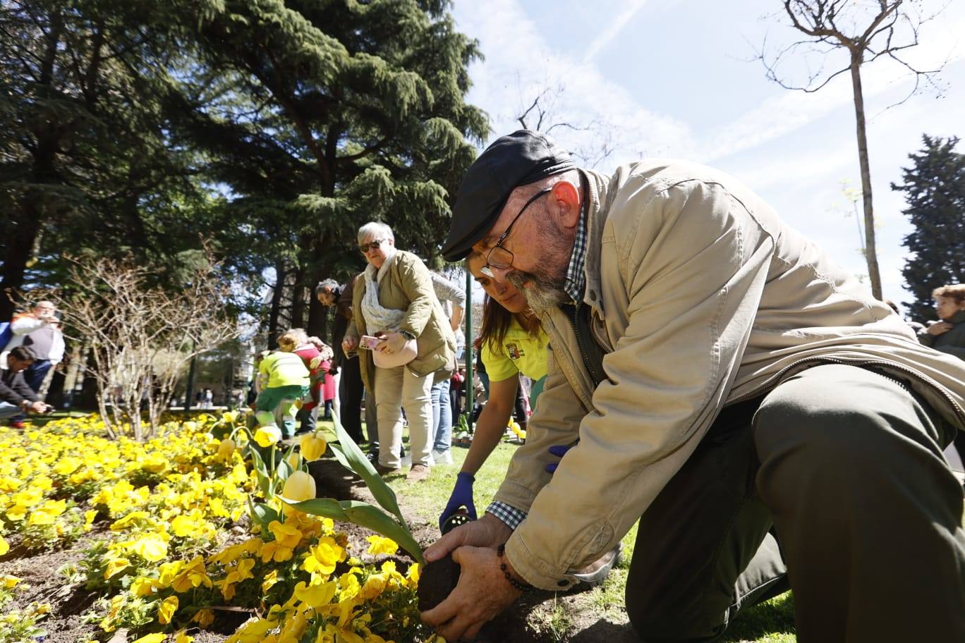 Tulipanes para sensibilizar y buscar avances contra el párkinson