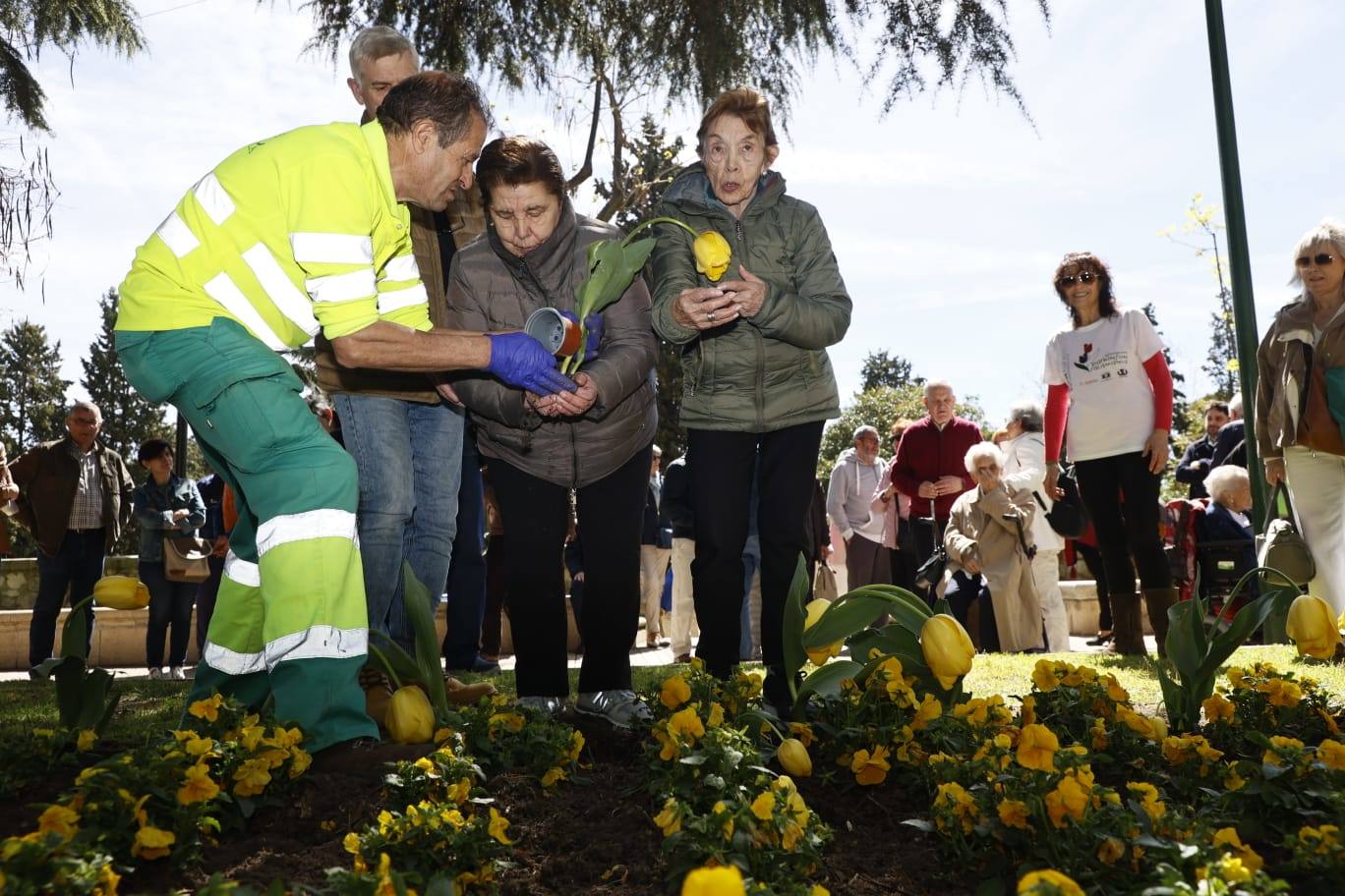 Tulipanes para sensibilizar y buscar avances contra el párkinson