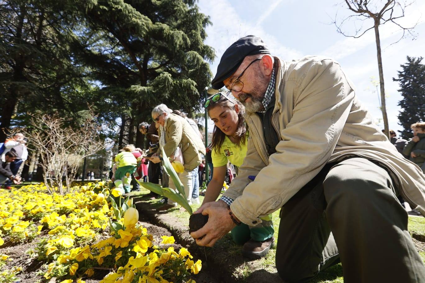 Tulipanes para sensibilizar y buscar avances contra el párkinson