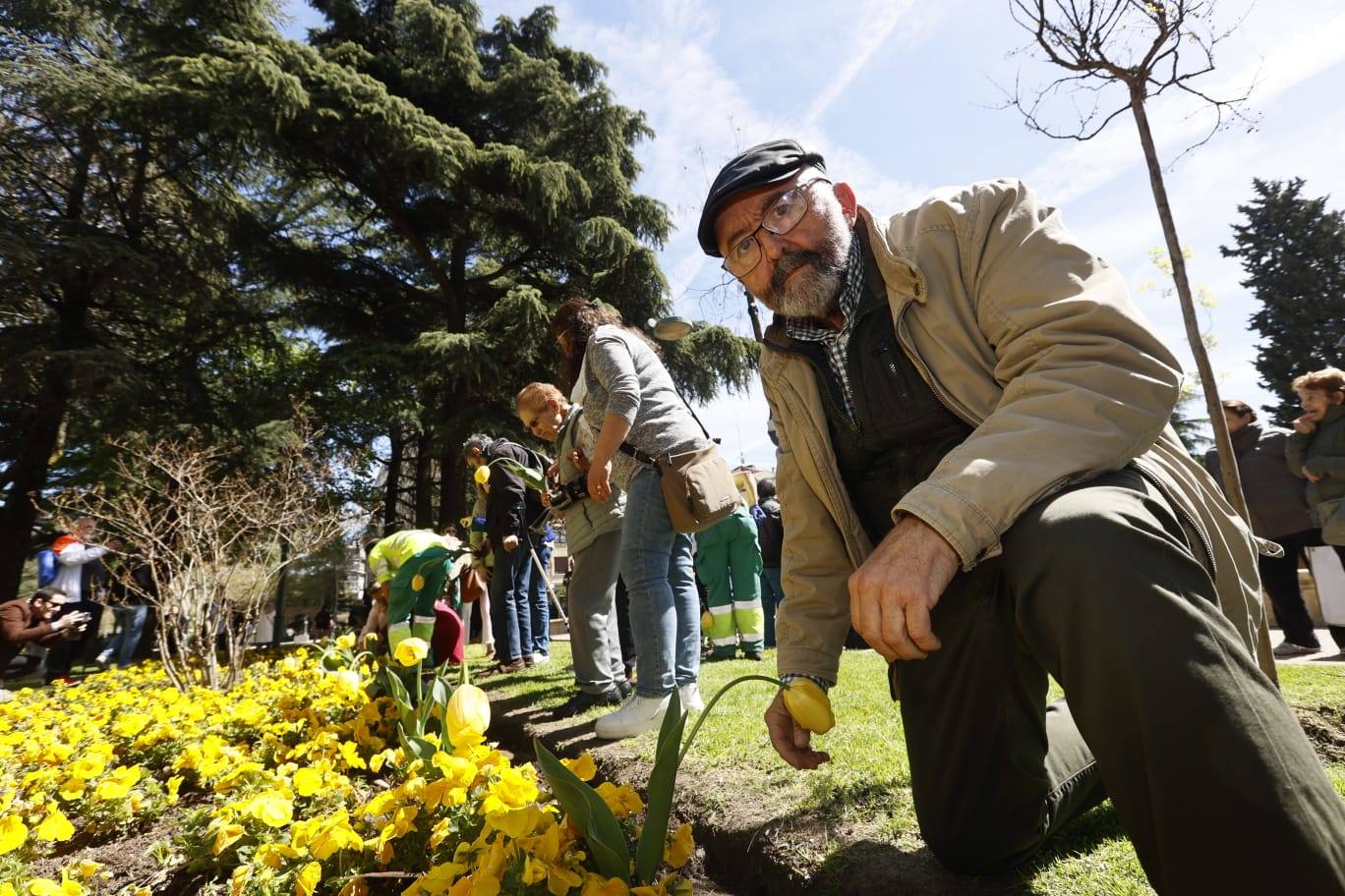 Tulipanes para sensibilizar y buscar avances contra el párkinson