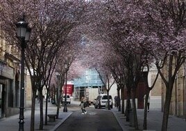Cerezos en flor en una imagen en la calle Vázquez Coronado