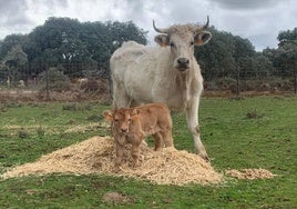 Dramáticas imágenes de los animales nacidos con EHE en Salamanca