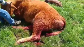 Vídeo donde podemos ver cómo intentan ayudar a incorporarse a la vaca herida