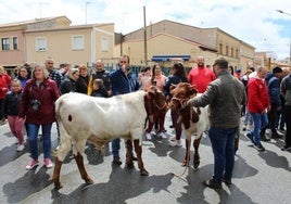 Las imágenes del tierno encierro de minibueyes de Cantalapiedra