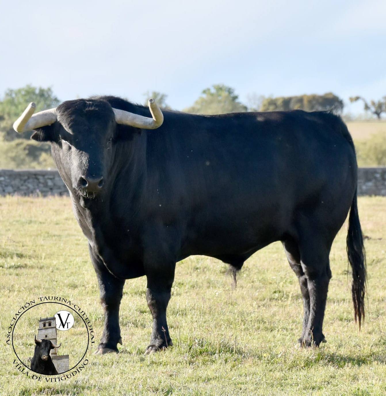 Vitigudino ya tiene fecha para el próximo Toro de Cajón