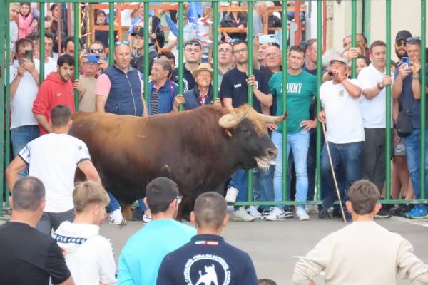 Un toro de San Isidro muy entretenido en Cantalpino