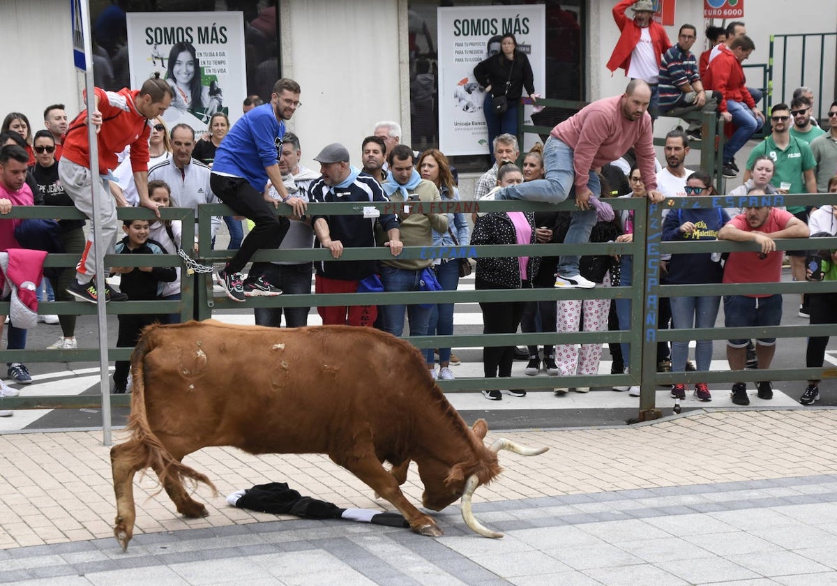 Los festejos taurinos marcan la programación del Corpus en Vitigudino.