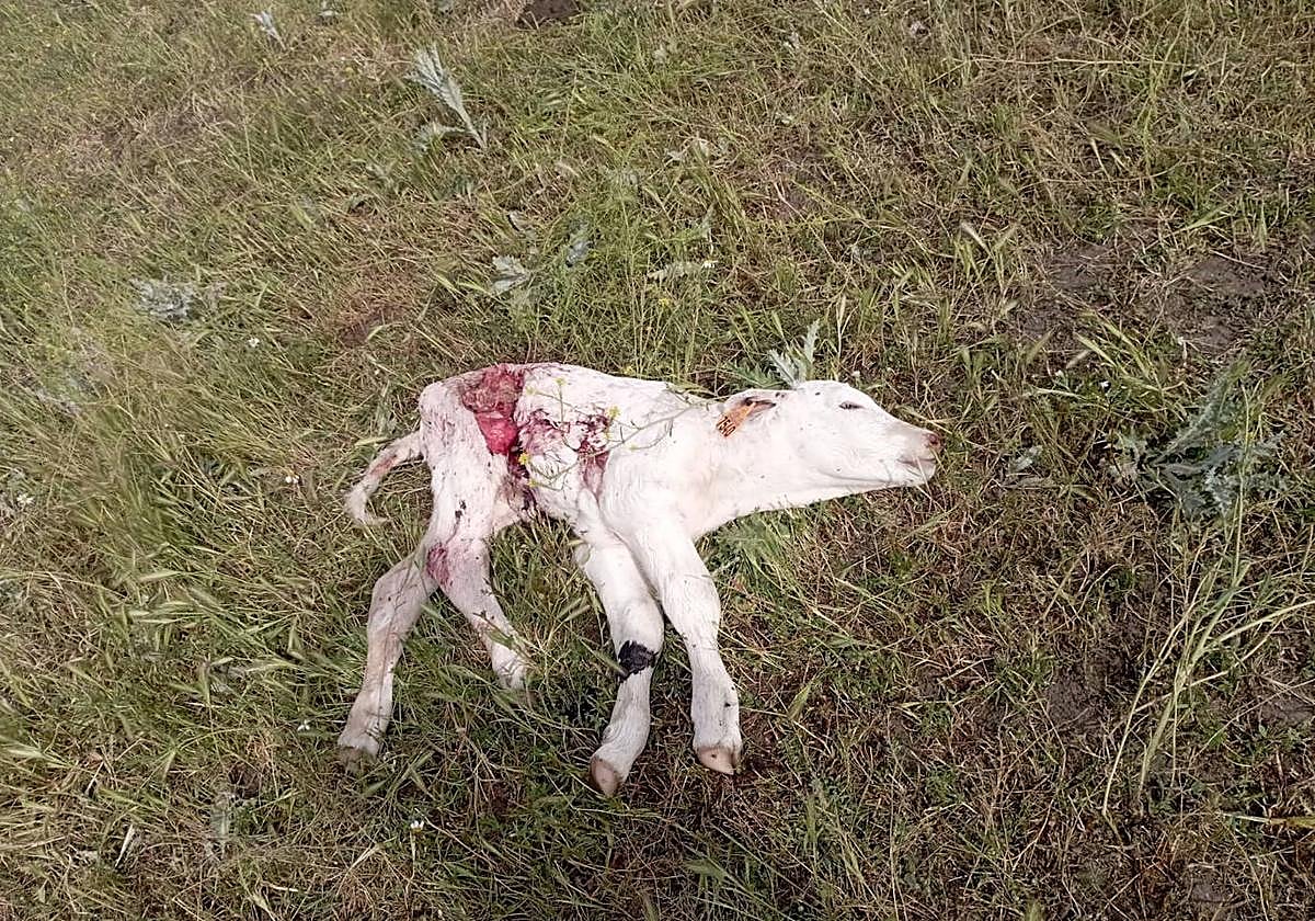 Así encontraron los ganaderos al ternero en la finca de La Carolina.